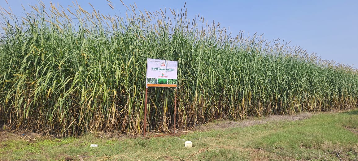 Napier Grass Nursery